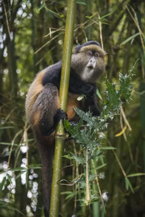 Impresión enmarcada : Mono macho de oro (Cercopithecus kandti), Parque Nacional de Virunga, Ruanda, África.