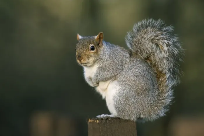 Impresión enmarcada : Cachorro gris (Sciurus carolinensis), Leighton Moss, Reserva de la Sociedad para la Protección de las Aves Británica, Silverdale Impresión enmarcada : Cachorro gris (Sciurus carolinensis), Leighton Moss, Reserva de la Sociedad para la Protección de las Aves Británica, Silverdale