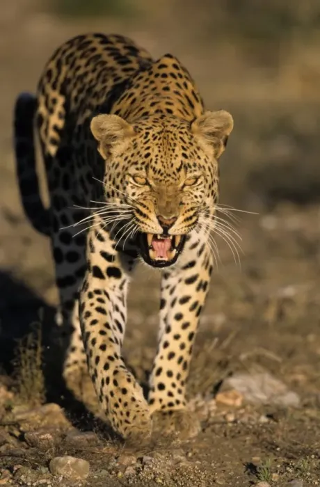 Impresión enmarcada : El leopardo,(Pánsar pantera pardosa)