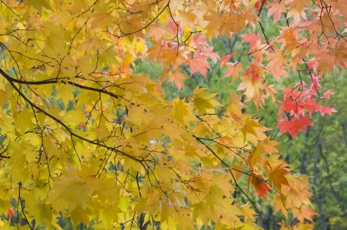 Impresión enmarcada : Arbol de Mármol