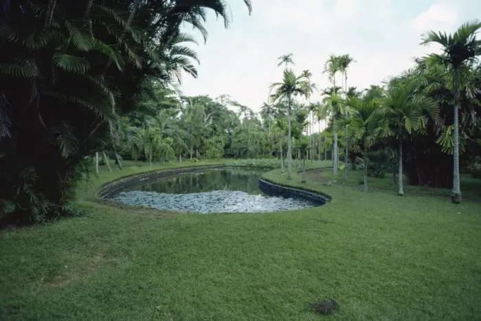 Impresión enmarcada : Jardines de pamplemoso Impresión enmarcada : Jardines de pamplemoso