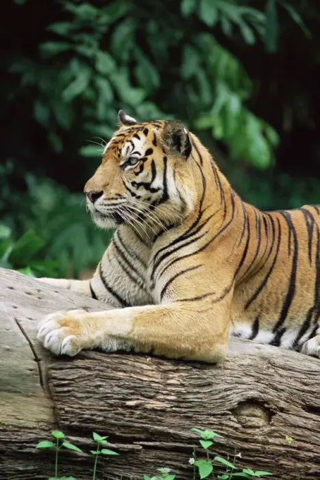 Impresión enmarcada : Tigre de Sumatra Impresión enmarcada : Tigre de Sumatra