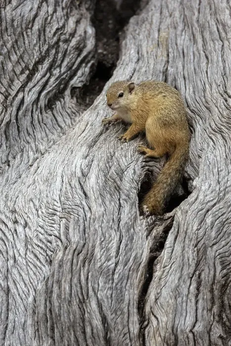 Impresión enmarcada : Cachorro de árbol (Paraxerus cepapi), Reserva Nacional del Parque Mashatu, Botsuana, África Impresión enmarcada : Cachorro de árbol (Paraxerus cepapi), Reserva Nacional del Parque Mashatu, Botsuana, África