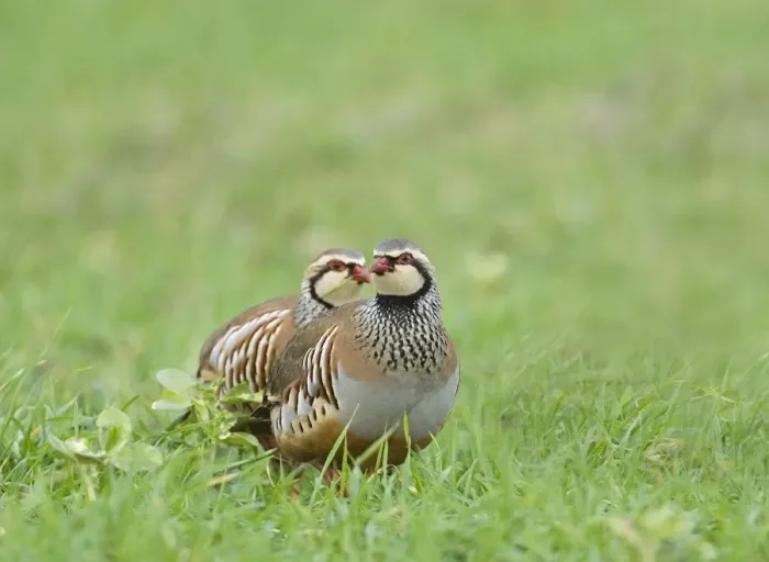 Impresión enmarcada : 02020dt. Parra de piernas rojas Alectoris rufa Invierno en Norfolk