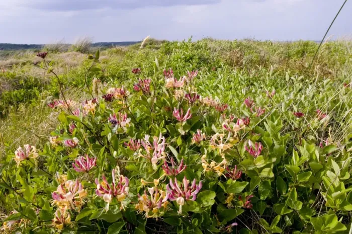 Impresión enmarcada : 02402dt. Jazmín en flor entre dunas de Minsmere junio