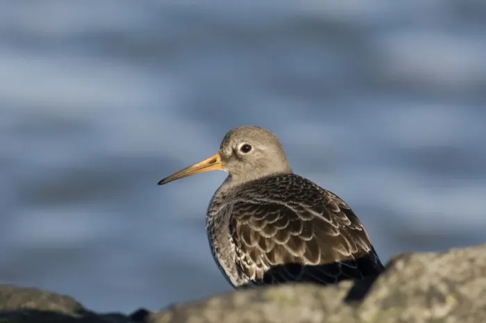 Impresión enmarcada : 02471dt. Pájaro Arenicero Morado Calidris maritima en rocas Reino Unido invierno