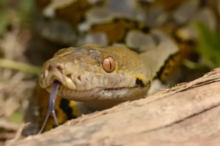 Impresión enmarcada : La serpiente de cola reticular (Python reticulatus), vista en primer plano la cabeza del adulto que está ladeando su lengua bifurcada. Islas Menores de la Sonda - Bali