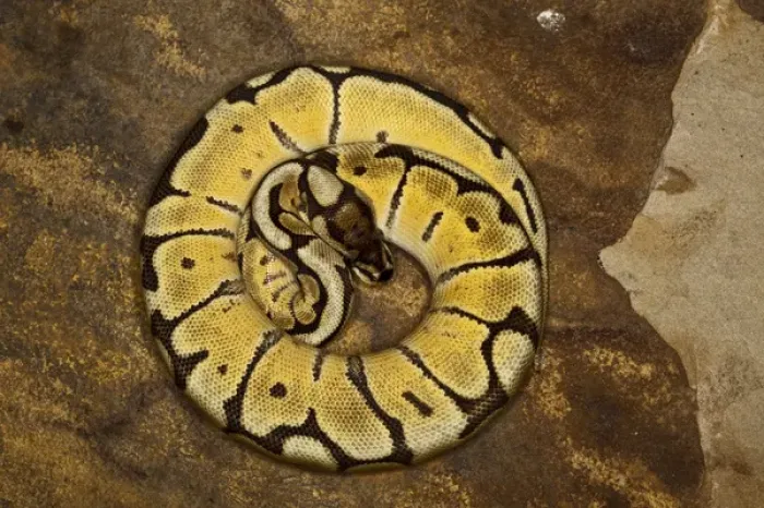 Impresión enmarcada : Morfología de la serpiente de bolas, Python regius. Impresión enmarcada : Morfología de la serpiente de bolas, Python regius.