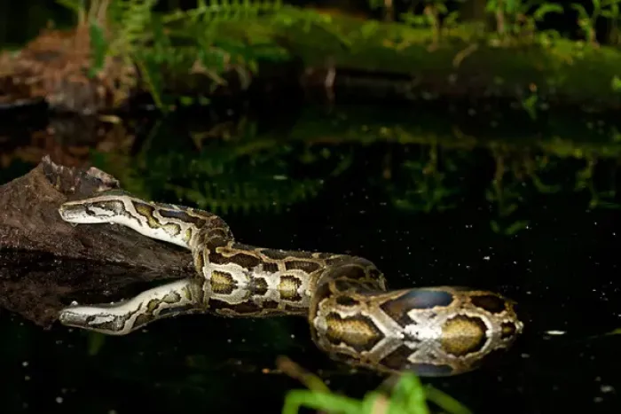 Impresión enmarcada : La serpiente de Burmese, Python molurus bivittatus, Nativo de China y Malasia.