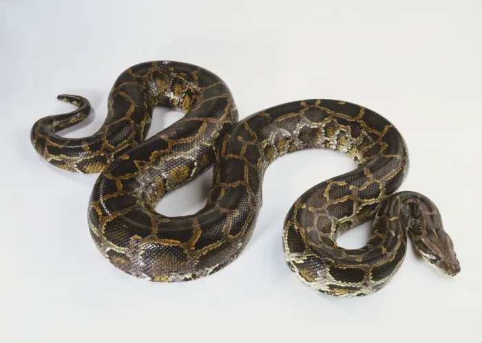Impresión enmarcada : Ofidio de Burmés (Python molurus), serpiente marrón enrollada en forma de S, vista desde un ángulo alto. Impresión enmarcada : Ofidio de Burmés (Python molurus), serpiente marrón enrollada en forma de S, vista desde un ángulo alto.