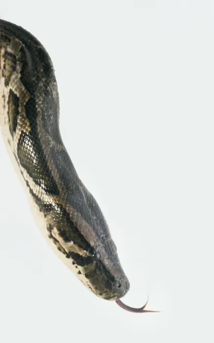 Impresión enmarcada : Cabeza de pitón birmano (Python molurus), silbido, en close-up, vista lateral.