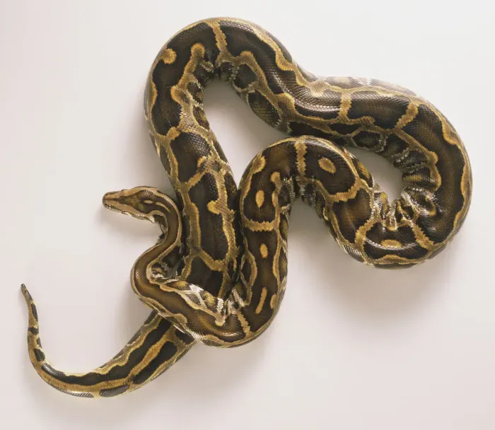 Impresión enmarcada : Pitón de Birmania, Python molurus. Impresión enmarcada : Pitón de Birmania, Python molurus.