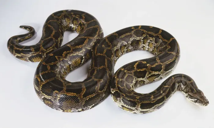Impresión enmarcada : 'Anaconda Búrmana (Python molurus), vista desde arriba'. Impresión enmarcada : 'Anaconda Búrmana (Python molurus), vista desde arriba'.