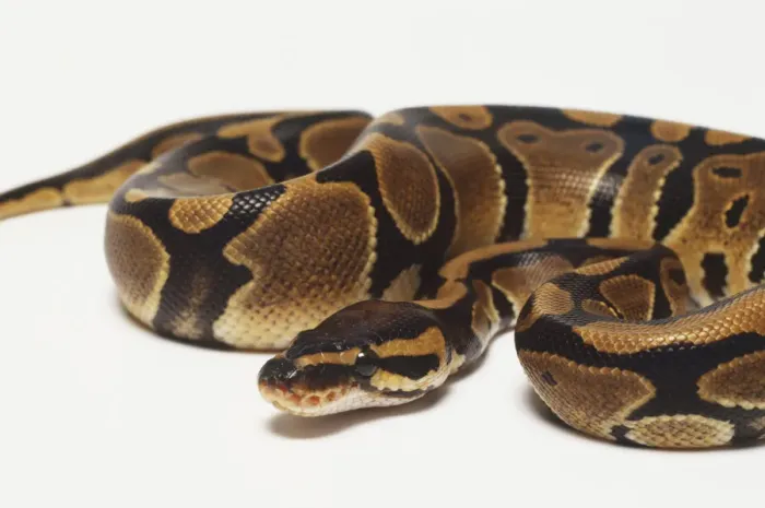 Impresión enmarcada : Un Royal Python enrollado con su cabeza en el centro, para una protección máxima. Impresión enmarcada : Un Royal Python enrollado con su cabeza en el centro, para una protección máxima.