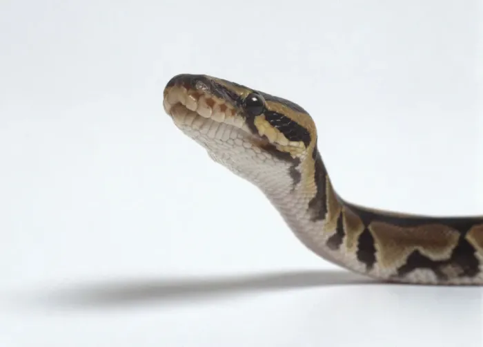 Impresión enmarcada : Royal Python (Python regius) levantando la cabeza, close-up, vista lateral. Impresión enmarcada : Royal Python (Python regius) levantando la cabeza, close-up, vista lateral.