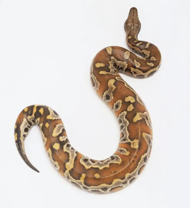 Impresión enmarcada : Pythonidae, Python curtus, python de sangre. Impresión enmarcada : Pythonidae, Python curtus, python de sangre.