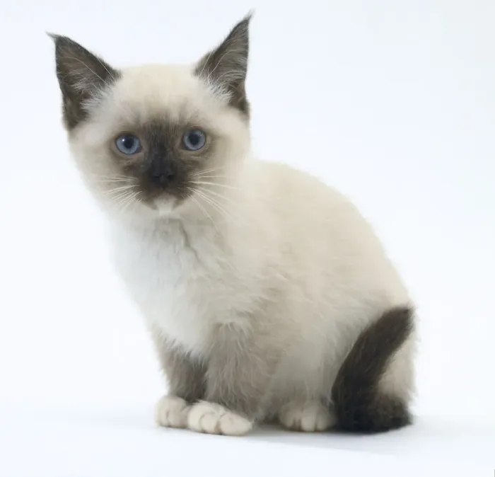 Impresión enmarcada : Gatito birmano