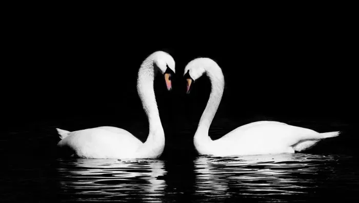 Impresión enmarcada : Swan