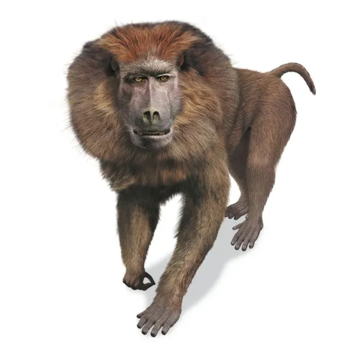 Impresión enmarcada : 'Theropithecus oswaldi, vista frontal'.