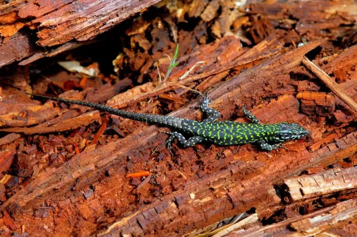 Impresión enmarcada : Lizard Impresión enmarcada : Lizard