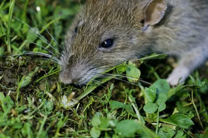 Impresión enmarcada : Mouse