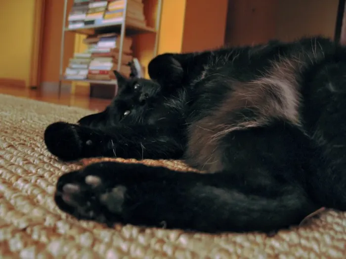 Impresión enmarcada : Gato Negro