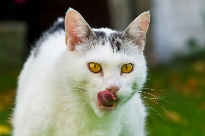 Impresión enmarcada : Gato Come Impresión enmarcada : Gato Come