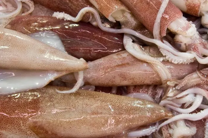 Impresión enmarcada : Squids Impresión enmarcada : Squids