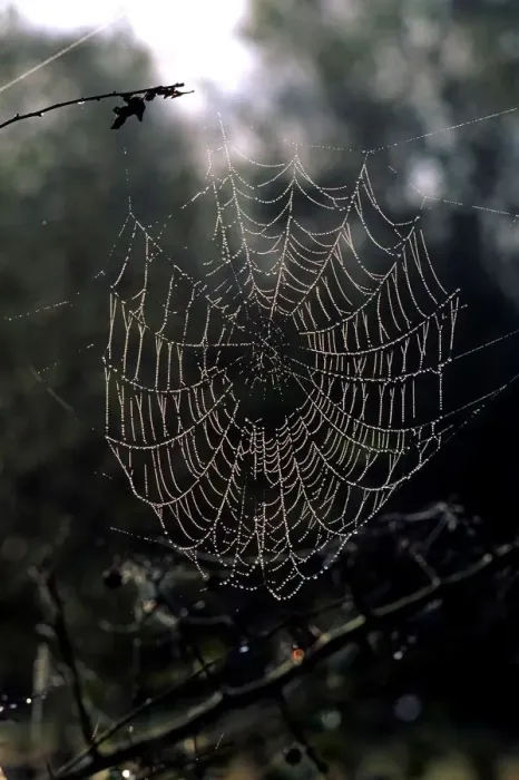 Impresión enmarcada : Cobweb