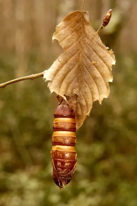 Impresión enmarcada : Larva Impresión enmarcada : Larva