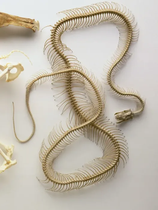 Impresión enmarcada : Esqueleto de Python, cráneo con mandíbula inferior caída, columna vertebral toda la longitud del cuerpo, muchas vértebras, costillas pares. Impresión enmarcada : Esqueleto de Python, cráneo con mandíbula inferior caída, columna vertebral toda la longitud del cuerpo, muchas vértebras, costillas pares.