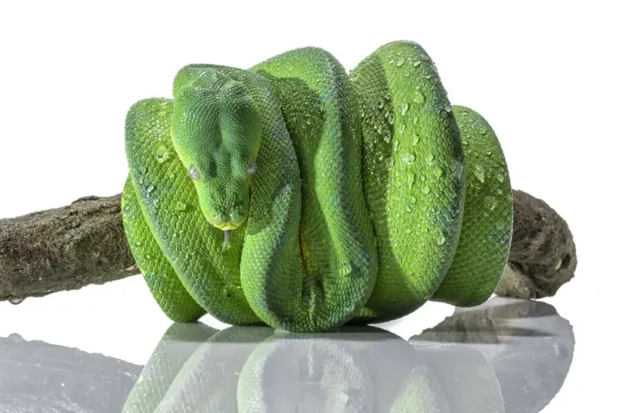 Impresión enmarcada : Serpiente de Python Verde Impresión enmarcada : Serpiente de Python Verde