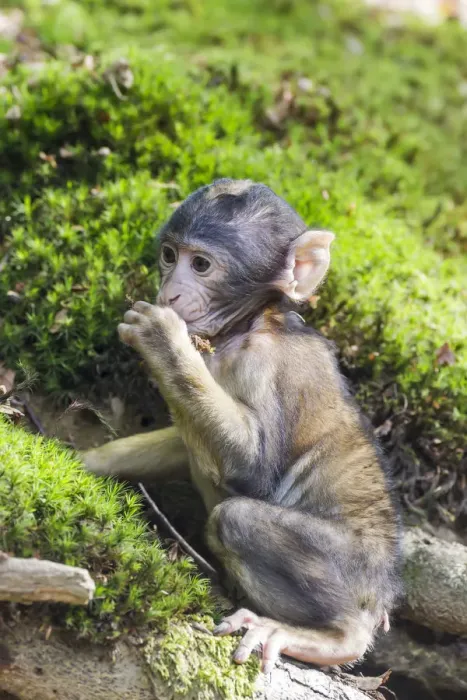 Impresión enmarcada : Macaco de Barbate - Macaca sylvanus-, bebé mono, cautivo.