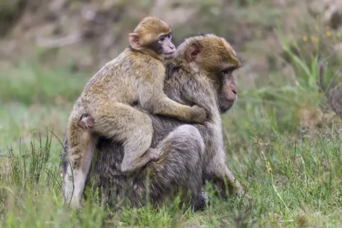 Impresión enmarcada : Macacos de Barbary - Macaca sylvanus -, adultos y jóvenes, cautivos, Renania-Palatinado, Alemania. Impresión enmarcada : Macacos de Barbary - Macaca sylvanus -, adultos y jóvenes, cautivos, Renania-Palatinado, Alemania.