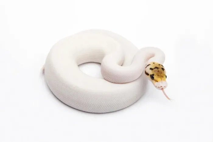 Impresión enmarcada : Piblokto (Bumble Bee) Piebald Ball Python o Royal Python -Python regius-, hembra.