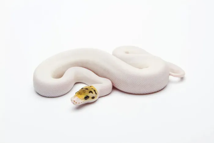 Impresión enmarcada : Bumble Bee Piebald Ball Python o Royal Python -Python regius-, hembra.
