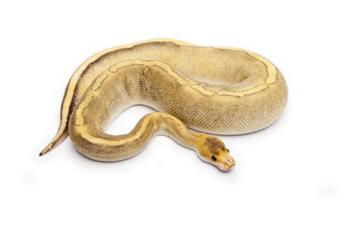 Impresión enmarcada : Champán Calico Ball Python o Royal Python -Python regius-, hembra. Impresión enmarcada : Champán Calico Ball Python o Royal Python -Python regius-, hembra.