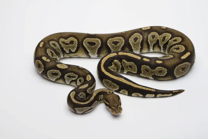 Impresión enmarcada : 'Python regio macho Albino, Hypo Black Head Hat - o Python real-, Ball Python'.