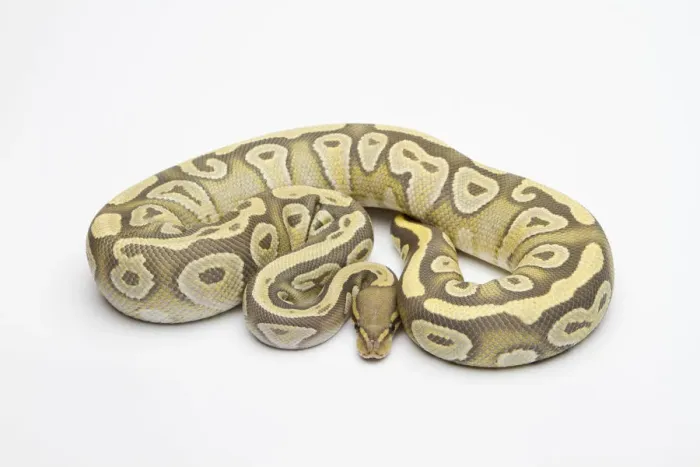 Impresión enmarcada : Hipo Mojave Ball Python o Royal Python -Python regius-, hembra. Impresión enmarcada : Hipo Mojave Ball Python o Royal Python -Python regius-, hembra.