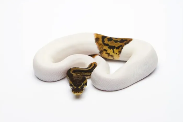 Impresión enmarcada : León piebald Ball Python o Royal Python -Python regius-, macho.