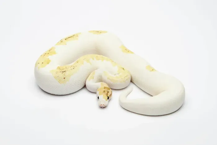 Impresión enmarcada : Paradoja Super Fire Ball Python o Royal Python -Python regius-, macho. Impresión enmarcada : Paradoja Super Fire Ball Python o Royal Python -Python regius-, macho.