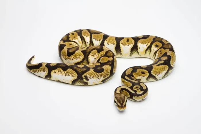 Impresión enmarcada : Pastel Calico Ball Python o Royal Python -Python regius-, hembra. Impresión enmarcada : Pastel Calico Ball Python o Royal Python -Python regius-, hembra.