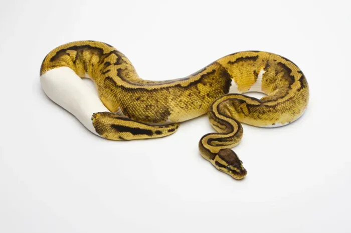 Impresión enmarcada : Pastel Piebald Ball Python o Royal Python -Python regius-, hembra. Impresión enmarcada : Pastel Piebald Ball Python o Royal Python -Python regius-, hembra.