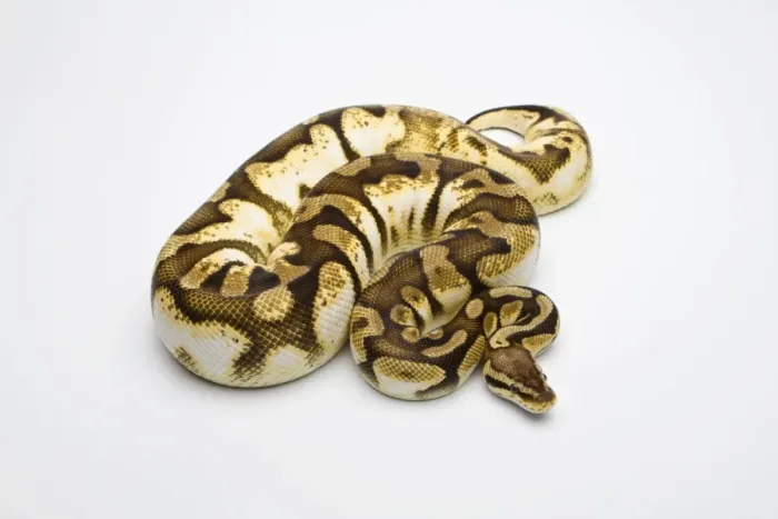 Impresión enmarcada : Pastel Sugar Ball Python o Royal Python -Python regius-, hembra.