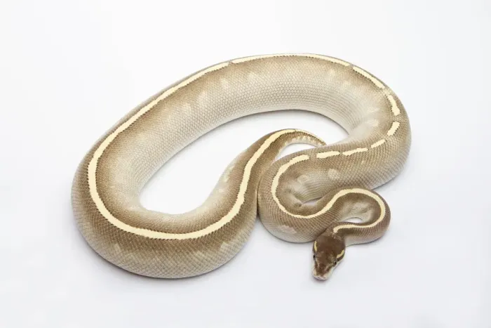 Impresión enmarcada : Fantom Mojave Het Ghost Ball Python o Royal Python -Python regius-, hembra.