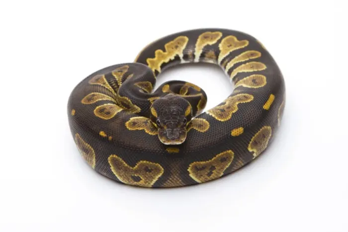 Impresión enmarcada : 'Royal Python -Python regius-, Black Head, hembra, Markus Theimer reptile breeding, Austria'. Impresión enmarcada : 'Royal Python -Python regius-, Black Head, hembra, Markus Theimer reptile breeding, Austria'.