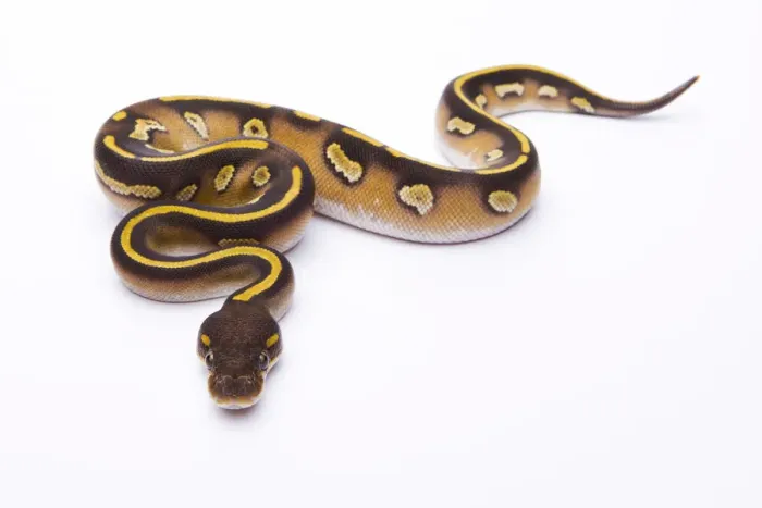 Impresión enmarcada : Pitón Real -Python regius-, Mojave Black Head, hembra, Markus Theimer criadero de reptiles, Austria. Impresión enmarcada : Pitón Real -Python regius-, Mojave Black Head, hembra, Markus Theimer criadero de reptiles, Austria.