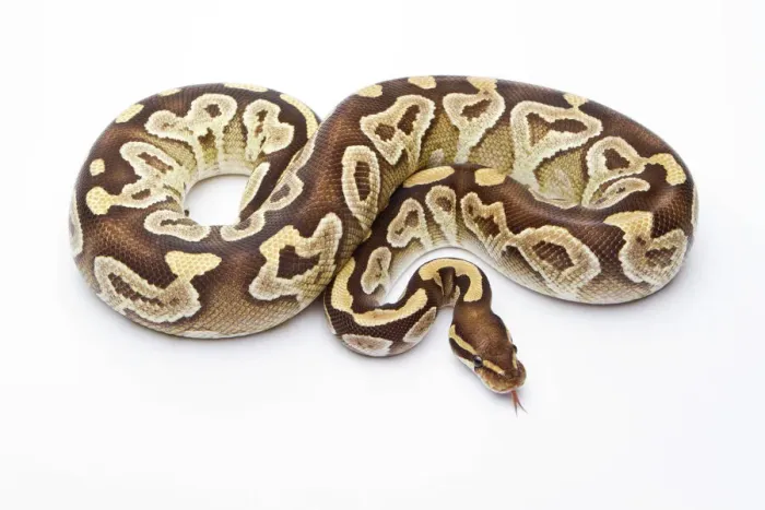 Impresión enmarcada : Pitón Real -Python regius-, Mojave Razor, hembra, Markus Theimer criaderos de reptiles, Austria. Impresión enmarcada : Pitón Real -Python regius-, Mojave Razor, hembra, Markus Theimer criaderos de reptiles, Austria.