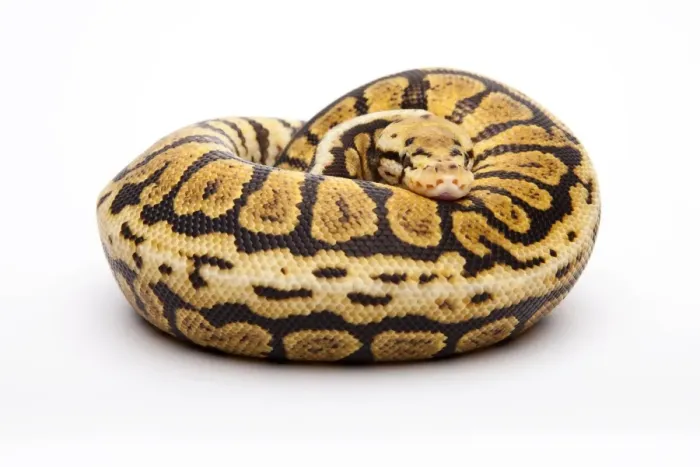 Impresión enmarcada : 'Python real -Python regius-, Powerball, macho, criador de reptiles Willi Obermayer, Austria'. Impresión enmarcada : 'Python real -Python regius-, Powerball, macho, criador de reptiles Willi Obermayer, Austria'.