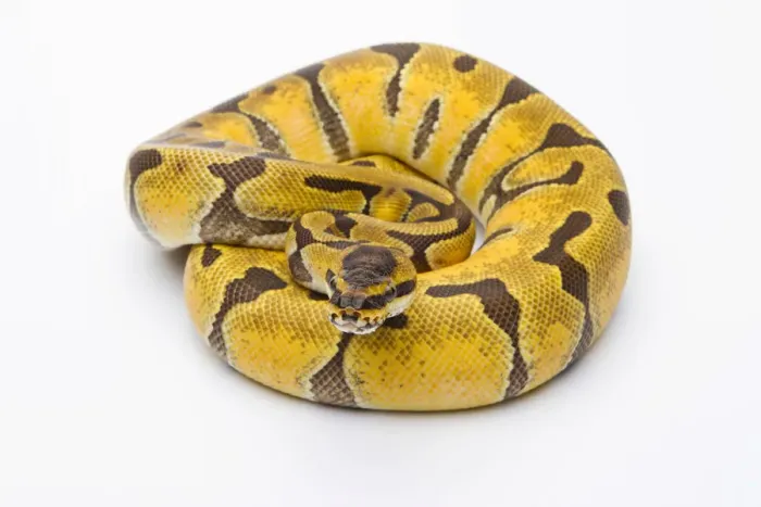 Impresión enmarcada : 'Royal Python -Python regius-, Super Enchi, hembra, Markus Theimer reptil de cría, Austria'. Impresión enmarcada : 'Royal Python -Python regius-, Super Enchi, hembra, Markus Theimer reptil de cría, Austria'.